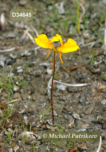 Horned Bladderwort (Utricularia cornuta)